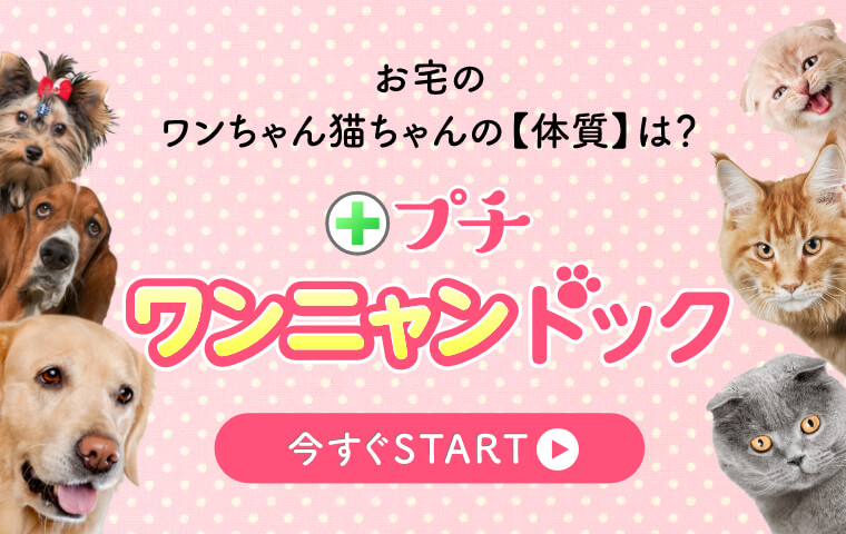 プチワンニャンドック