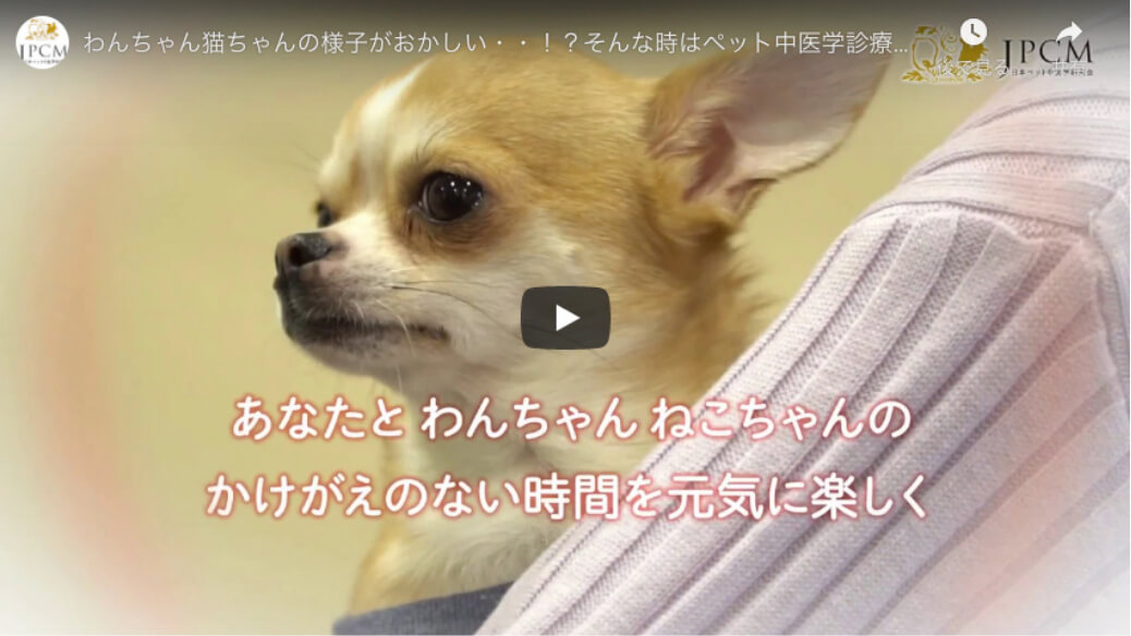 ペット中医学診療を受けてみませんか。