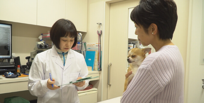ペットの中医学診療の流れ